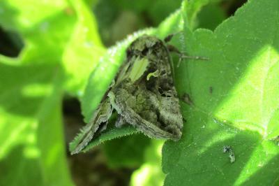 <i>Autographa gamma</i>