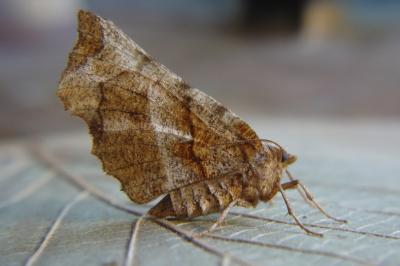 <i>Selenia dentaria</i>