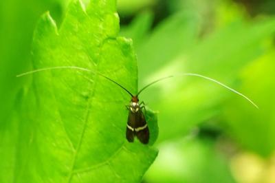 <i>Adela australis</i>