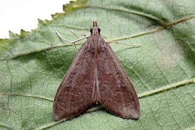 <i>Mecyna asinalis</i>