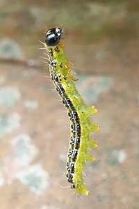 <i>Cydalima perspectalis</i>