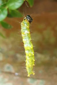 <i>Cydalima perspectalis</i>