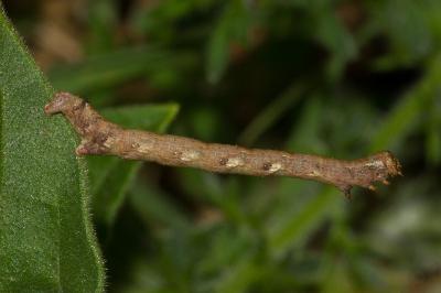<i>Phigaliohybernia</i>