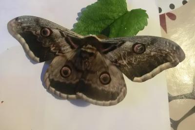 <i>Saturnia pyri</i>