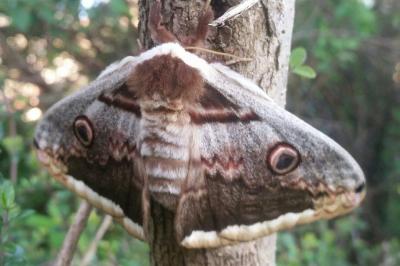 <i>Saturnia pyri</i>