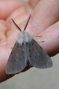 <i>Diaphora mendica</i>