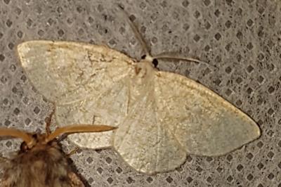 <i>Cabera exanthemata</i>