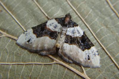 <i>Cosmorhoe ocellata</i>