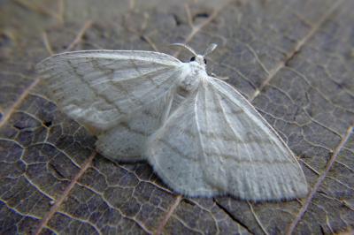 <i>Cabera pusaria</i>