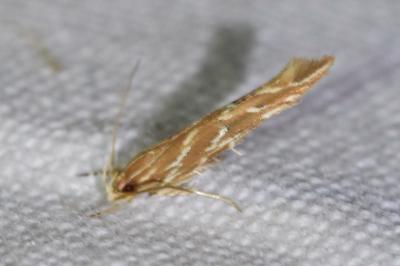<i>Pyroderces argyrogrammos</i>