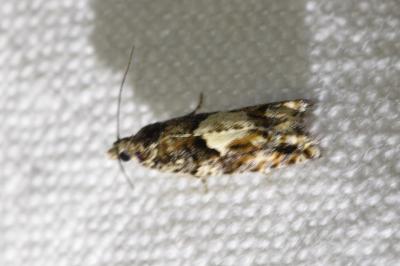 <i>Epinotia immundana</i>