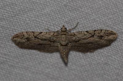 <i>Eupithecia phoeniceata</i>