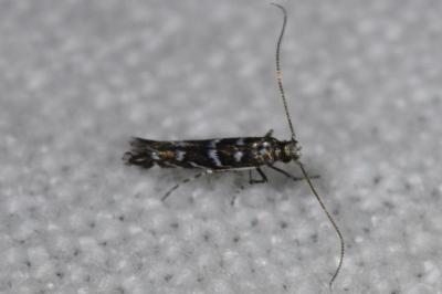 <i>Parectopa ononidis</i>