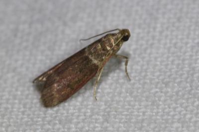 <i>Cryptoblabes bistriga</i>