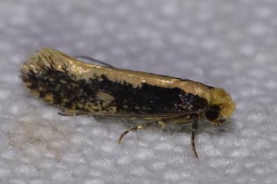 <i>Monopis crocicapitella</i>