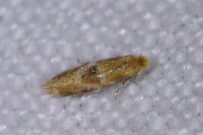 <i>Bucculatrix ulmella</i>