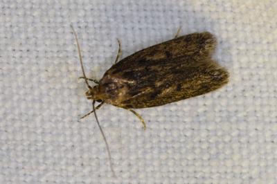 <i>Hofmannophila pseudospretella</i>