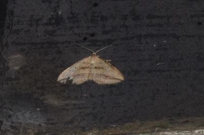 Orthonama vittata