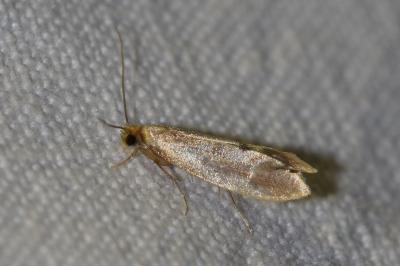 <i>Tinea semifulvella</i>