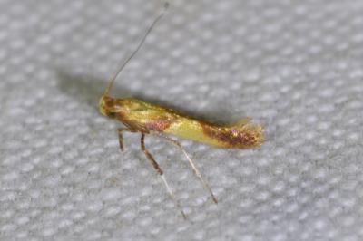 <i>Caloptilia alchimiella</i>