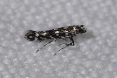<i>Parectopa ononidis</i>