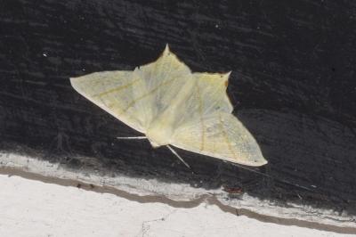 <i>Ourapteryx sambucaria</i>