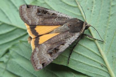 <i>Noctua pronuba</i>