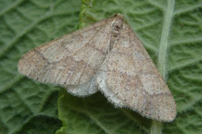 <i>Phigaliohybernia marginaria</i>