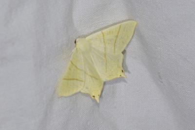 Ourapteryx sambucaria