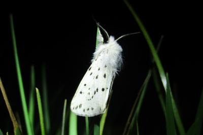 <i>Spilosoma lubricipeda</i>