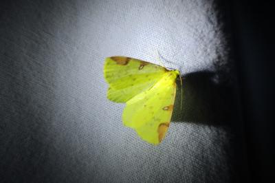<i>Opisthograptis luteolata</i>