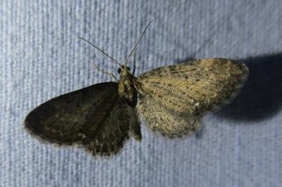 <i>Eupithecia vulgata</i>