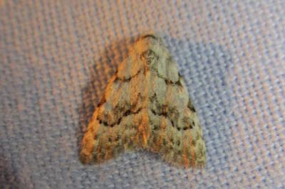 <i>Nola confusalis</i>