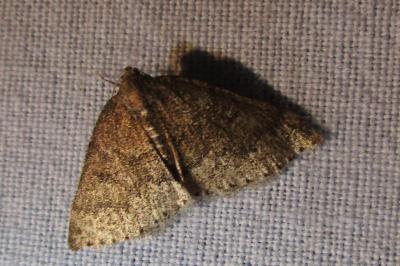 <i>Aleucis distinctata</i>