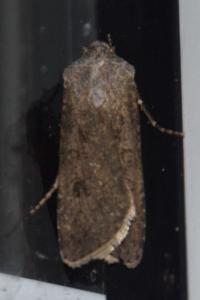 <i>Agrotis segetum</i>
