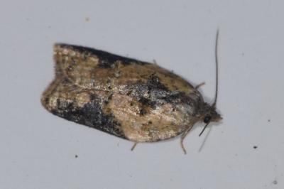 <i>Acleris</i>
