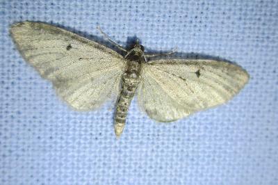 <i>Eupithecia virgaureata</i>