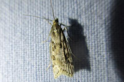 <i>Eudonia angustea</i>