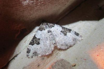 <i>Xanthorhoe fluctuata</i>