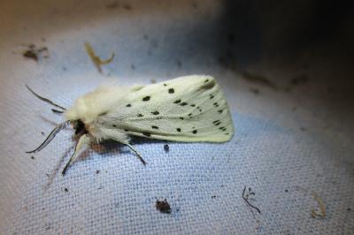 <i>Spilosoma lubricipeda</i>