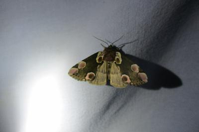 <i>Thyatira batis</i>