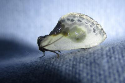<i>Cilix glaucata</i>