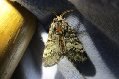 <i>Drymonia ruficornis</i>