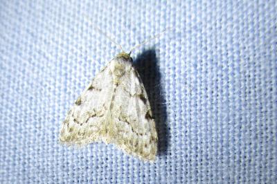 <i>Nola confusalis</i>
