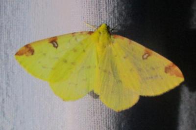 <i>Opisthograptis luteolata</i>