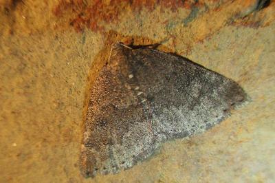 <i>Aleucis distinctata</i>