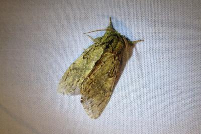 <i>Peridea anceps</i>