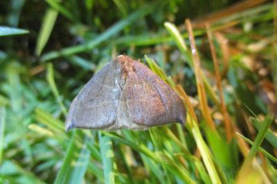<i>Watsonalla binaria/uncinula</i>