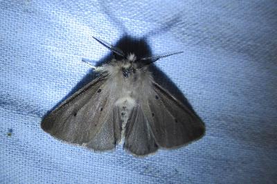 <i>Diaphora mendica</i>