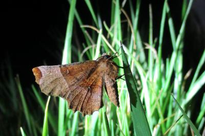 <i>Selenia lunularia</i>